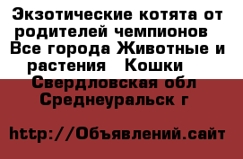  Экзотические котята от родителей чемпионов - Все города Животные и растения » Кошки   . Свердловская обл.,Среднеуральск г.